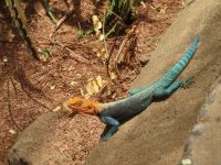 1004 Tsavo-Ost Nationalpark - Agame &ndash; &copy; Annette Weise (Eberhardt TRAVEL)