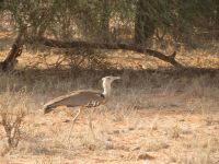 1012 Tsavo-Ost Nationalpark - Großtrappe &ndash; &copy; Annette Weise (Eberhardt TRAVEL)