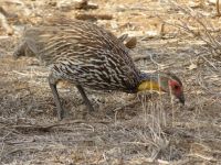 1018 Tsavo-Ost Nationalpark - Gelbkehlfrakolin &ndash; &copy; Annette Weise (Eberhardt TRAVEL)