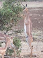 1030 Tsavo-Ost Nationalpark - Giraffenhals-Gazellen. &ndash; &copy; Annette Weise (Eberhardt TRAVEL)