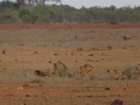 1039 Tsavo-Ost Nationalpark - Löwen &ndash; &copy; Annette Weise (Eberhardt TRAVEL)