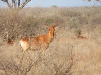 1057 Tsavo-Ost Nationalpark -Kuhantilope &ndash; &copy; Annette Weise (Eberhardt TRAVEL)