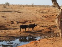 1065 Tsavo-Ost Nationalpark - Büffel &ndash; &copy; Annette Weise (Eberhardt TRAVEL)
