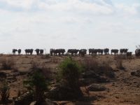 1066 Tsavo-Ost Nationalpark - Büffel &ndash; &copy; Annette Weise (Eberhardt TRAVEL)