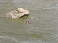 1070 Tsavo-Ost Nationalpark - Galana-River - Flusspferd &ndash; &copy; Annette Weise (Eberhardt TRAVEL)