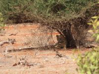 1088 Tsavo-Ost Nationalpark - Löwe &ndash; &copy; Annette Weise (Eberhardt TRAVEL)
