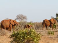 1116 Tsavo-Ost Nationalpark - Elefanten &ndash; &copy; Annette Weise (Eberhardt TRAVEL)