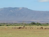 1137 Tsavo-Ost Nationalpark &ndash; &copy; Annette Weise (Eberhardt TRAVEL)