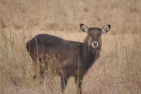 17 Wasserbock &ndash; &copy; Susanne Schirmann (Eberhardt TRAVEL)