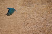19 Glanzstar &ndash; &copy; Susanne Schirmann (Eberhardt TRAVEL)