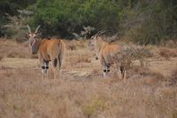 21 Elen Antilopen &ndash; &copy; Susanne Schirmann (Eberhardt TRAVEL)
