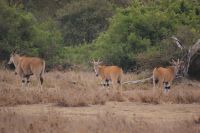 22 Elen Antilopen &ndash; &copy; Susanne Schirmann (Eberhardt TRAVEL)
