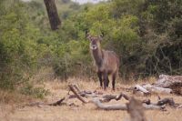 23 Wasserbock &ndash; &copy; Susanne Schirmann (Eberhardt TRAVEL)