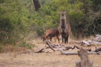 24 Wasserbock. &ndash; &copy; Susanne Schirmann (Eberhardt TRAVEL)