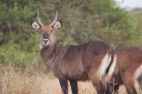 25 Wasserbock &ndash; &copy; Susanne Schirmann (Eberhardt TRAVEL)