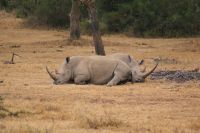 26 Breitmaulnashorn &ndash; &copy; Susanne Schirmann (Eberhardt TRAVEL)