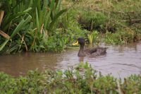30 Ente &ndash; &copy; Susanne Schirmann (Eberhardt TRAVEL)