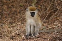 32 Meerkatze &ndash; &copy; Susanne Schirmann (Eberhardt TRAVEL)