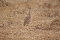 39 Trappe &ndash; &copy; Susanne Schirmann (Eberhardt TRAVEL)
