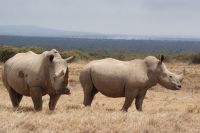 43 Breitmaulnashorn &ndash; &copy; Susanne Schirmann (Eberhardt TRAVEL)