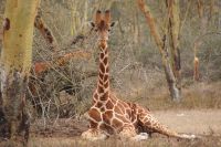 53 Rotschildgiraffen &ndash; &copy; Susanne Schirmann (Eberhardt TRAVEL)