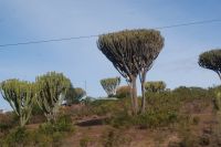 62 Euphorbien &ndash; &copy; Susanne Schirmann (Eberhardt TRAVEL)
