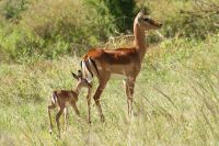 84 Impala mit Jungtier &ndash; &copy; Susanne Schirmann (Eberhardt TRAVEL)