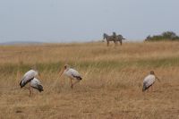 123 Masai Mara &ndash; &copy; Susanne Schirmann (Eberhardt TRAVEL)