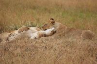127 Löwen Masai Mara &ndash; &copy; Susanne Schirmann (Eberhardt TRAVEL)