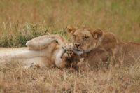 128 Löwen Masai Mara &ndash; &copy; Susanne Schirmann (Eberhardt TRAVEL)