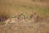 129 Löwen Masai Mara &ndash; &copy; Susanne Schirmann (Eberhardt TRAVEL)
