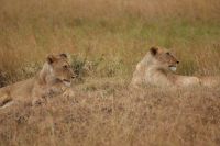 130 Löwen Masai Mara &ndash; &copy; Susanne Schirmann (Eberhardt TRAVEL)