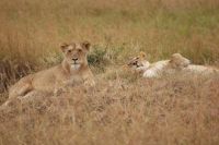 131 Löwen Masai Mara &ndash; &copy; Susanne Schirmann (Eberhardt TRAVEL)