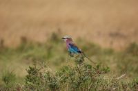 134 Gabelracke &ndash; &copy; Susanne Schirmann (Eberhardt TRAVEL)