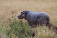 135 Flusspferd &ndash; &copy; Susanne Schirmann (Eberhardt TRAVEL)