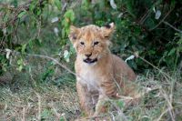 141 Löwen Masai Mara &ndash; &copy; Susanne Schirmann (Eberhardt TRAVEL)