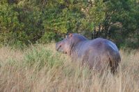 154 Flusspferd &ndash; &copy; Susanne Schirmann (Eberhardt TRAVEL)