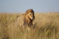 166 Löwenmännchen &ndash; &copy; Susanne Schirmann (Eberhardt TRAVEL)