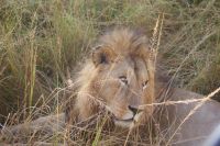171 Löwenmännchen &ndash; &copy; Susanne Schirmann (Eberhardt TRAVEL)