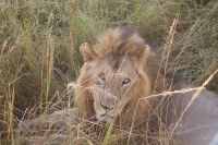 172 Löwenmännchen &ndash; &copy; Susanne Schirmann (Eberhardt TRAVEL)