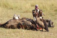 175 Aasgeier. &ndash; &copy; Susanne Schirmann (Eberhardt TRAVEL)