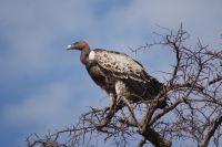 183 Geier schauen zu &ndash; &copy; Susanne Schirmann (Eberhardt TRAVEL)