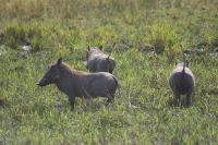 186 Warzenschweine &ndash; &copy; Susanne Schirmann (Eberhardt TRAVEL)
