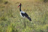 188 Sattelstorch.JPG &ndash; &copy; Susanne Schirmann (Eberhardt TRAVEL)