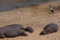 198 Flusspferde am Mara Fluss &ndash; &copy; Susanne Schirmann (Eberhardt TRAVEL)