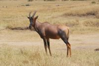 201 Topi Antilope &ndash; &copy; Susanne Schirmann (Eberhardt TRAVEL)