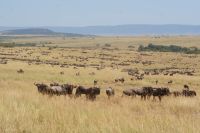 202 Masai Mara &ndash; &copy; Susanne Schirmann (Eberhardt TRAVEL)
