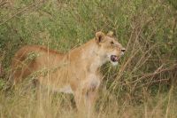 211 Löwin Masai Mara &ndash; &copy; Susanne Schirmann (Eberhardt TRAVEL)