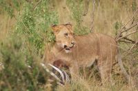 212 Löwin Masai Mara &ndash; &copy; Susanne Schirmann (Eberhardt TRAVEL)