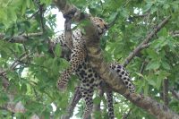 214 Leopard Masai Mara &ndash; &copy; Susanne Schirmann (Eberhardt TRAVEL)